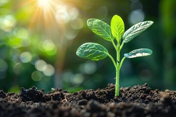 A Young Sprout Emerging from Soil: Symbolizing Growth and New Beginnings