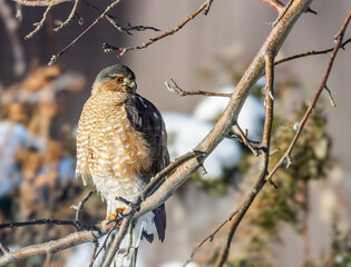Sharp shinned hawk looking for food in winter setting.