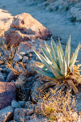 Desert Agave cactus growing in sunlight (Agave deserti)