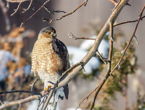 Sharp shinned hawk looking for food in winter setting.