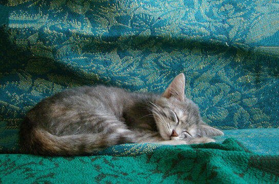 Gray tabby kitten sleeping on blue and green sofa