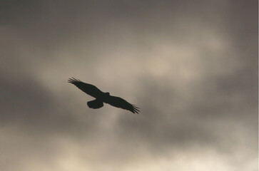 Bird flying high in the sky, silhouette of a bird