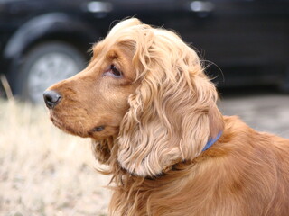 Red English Cocker Spaniel, portrait, side view
