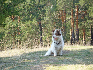 White small fluffy dog ​​sitting on the grass in the forest