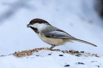 Black capped chickadee with a  black oil sunflower seed in his beak.