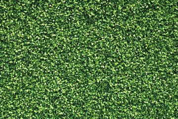 Fototapeta premium Lush green grass field with dense blades illuminated by sunlight in a natural landscape