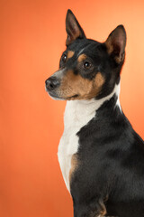 Portrait basenji dog on colored background in studio