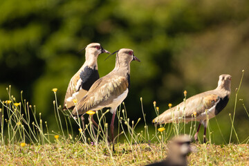 stone-curlew walking betwenn yellow flowers 