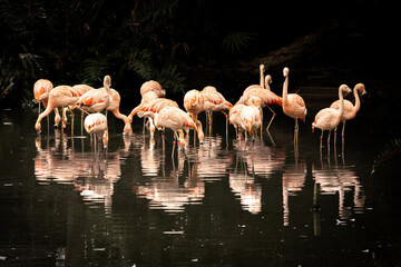 group of flamingo in lake in zoo