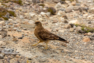 The chimango caracara also known as chimango or tiuque, Milvago chimango is a species of bird of prey in the family Falconidae, the falcons and caracaras found in Argentina, Bolivia, Brazil, Chile, Pa