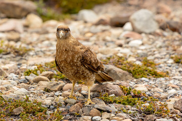The chimango caracara also known as chimango or tiuque, Milvago chimango is a species of bird of prey in the family Falconidae, the falcons and caracaras found in Argentina, Bolivia, Brazil, Chile, Pa