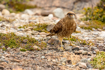 The chimango caracara also known as chimango or tiuque, Milvago chimango is a species of bird of prey in the family Falconidae, the falcons and caracaras found in Argentina, Bolivia, Brazil, Chile, Pa