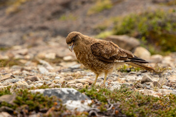 The chimango caracara also known as chimango or tiuque, Milvago chimango is a species of bird of prey in the family Falconidae, the falcons and caracaras found in Argentina, Bolivia, Brazil, Chile, Pa