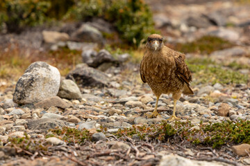 The chimango caracara also known as chimango or tiuque, Milvago chimango is a species of bird of prey in the family Falconidae, the falcons and caracaras found in Argentina, Bolivia, Brazil, Chile, Pa