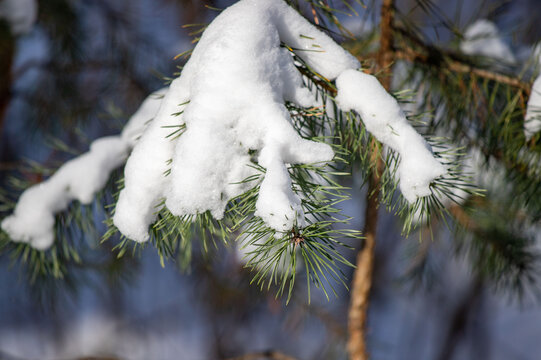 A snow covered pine tree branch with snow on it
