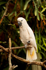 white cockatoo on branch in zoo