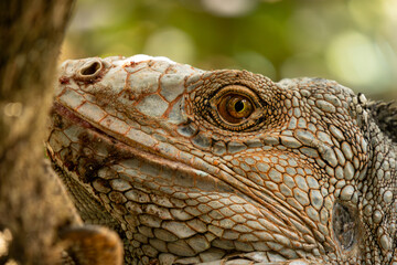 Fototapeta premium Close-up of a lizard is face on a tree