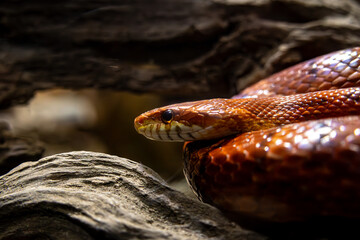close up of red snake awaiting for prey
