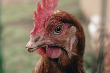 close up of chicken face on farm 