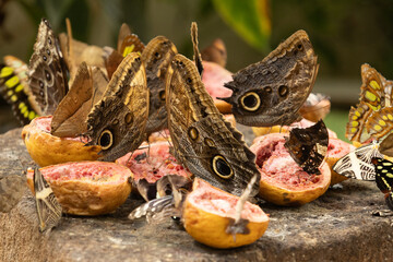 Close-up of a group of butterflies feeding on fruit on a rock