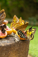 Close-up of a group of butterflies feeding on fruit on a rock