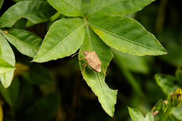 close up of small bedbug on gren leaft in the garden 