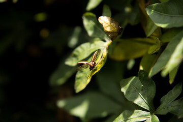 Ladybug get ready to fly on leaf