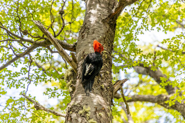 Woodpecker bird in the wild nature sitting on a tree. Red head feather woodpecker in the natural habitat in the forest  among trees and green leaves in spring
