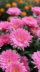 Pink gerbera daisies blooming in soft focus
