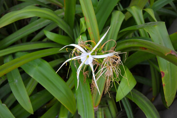 Fototapeta premium White spider lily flower with long, narrow petals and delicate filaments at the center, surrounded by lush, elongated green leaves.