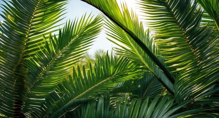 Fototapeta premium Green palm leaves under sunlight creating a vibrant tropical foliage background with clear sky