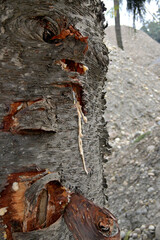 A close-up of a tree trunk showing a textured, rough gray bark with visible cracks and knots.