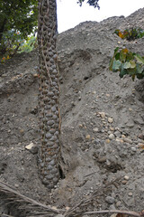 A tree trunk adorned with a dense pattern of intertwined, tightly wrapped vines and clusters of round, grayish objects resembling stone formations.