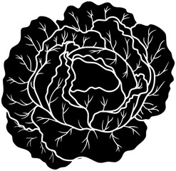 cauliflower illustration lettuce silhouette vegetable logo plant icon cabbage outline food leaf green fresh curly kale organic agriculture healthy shape adults vector graphic background