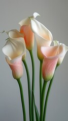 Soft Pastel Calla Lilies in Gentle Lighting