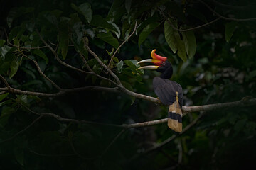 Hornbill in dark tropic forest. Rhinoceros hornbill, Buceros rhinoceros, big black bird with orange bill beak in nature gorest habitat. Kinabatangan, Borneo, Malaysia. Flight bird.