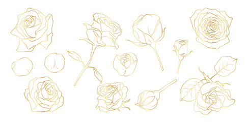 Hand drawn rose flower golden line art illustration with floral botanical elements nature outline and sketch style
