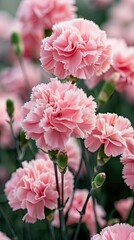 Naklejka premium Close-up of blooming pink carnations
