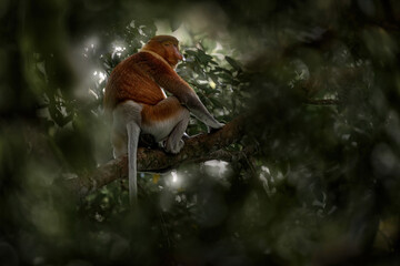 Proboscis monkey, Nasalis larvatus, in the nature habitat, Bako NP in Borneo, Malaysia. Orange monkey with big nose snout, sitting on the tree, tropic forest in Borneo. Nature  wildlife in Malaysia.