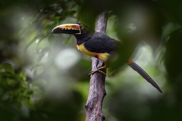 Costa rica nature. Small toucan Collared Aracari, Pteroglossus torquatus, bird with big bill. Bird sitting on the branch in the forest, Boca Tapada, Costa Rica. Nature travel in central America. Touca