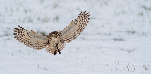 Owl in Flight Over Snowy Field