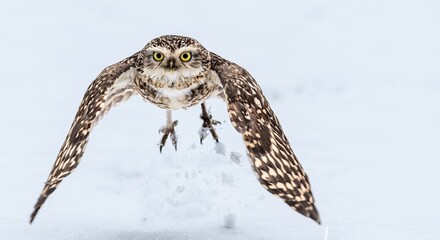 Owl in Flight Over Snowy Terrain