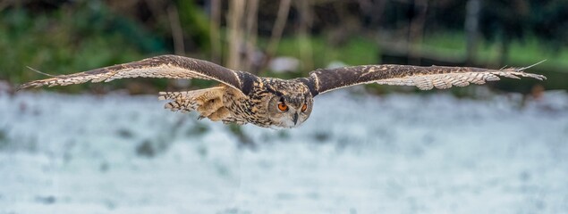 Majestic Owl in Flight