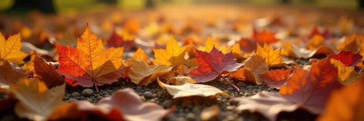 Grape leaves scattered on the ground in autumn, nature, autumn, leaves