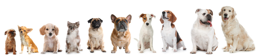 Fototapeta premium Adorable dogs of different sizes in row on white background, from smallest to largest