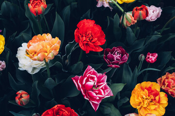Beautiful colorful terry tulips in full bloom in the garden, view from above against dark green...