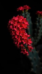 Dark red flowers bloom in clusters on a black cactus background, dark red,