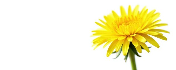 Obraz premium Bright yellow dandelion flower isolated on white background, sunshine, nature
