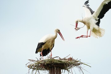 Two White Storks Building their Nest Together with Twigs in their Beaks