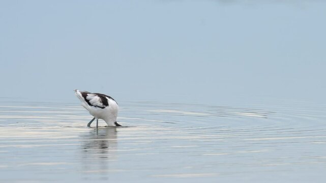 A Pied Avocet walking in shallow water